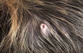 Dog Inverted Nipple: Everything You Should And Must Know