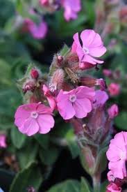 Image result for Silene abyssinica