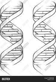 In this dna worksheet, learners read information about dna and messenger rna. Double Helix Coloring Download Double Helix Coloring Dna Tattoo Dna Drawing Dna Art