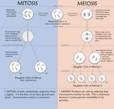Meiosis Versus Mitosis This Chart Brings Back Bio Class