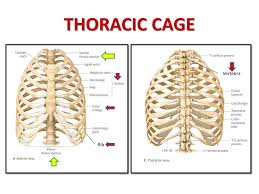 Rib cages of the genus homo, including h. Muscles Involved In Respiration Ppt Download