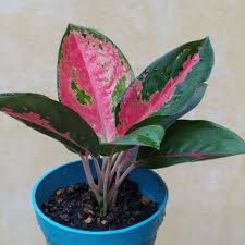 Maybe you would like to learn more about one of these? Buy Pokok Hiasan Aglaonema Free Pasu Plastik Seetracker Malaysia