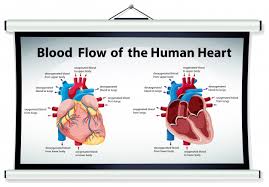 diagram showing blood flow in human heart vector free download