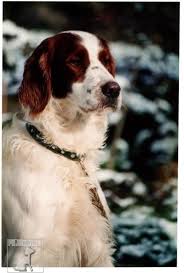 Image result for irský červenobílý setr