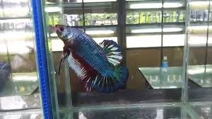 Usual size in fish tanks: Biggest Giant Betta In The World Youtube