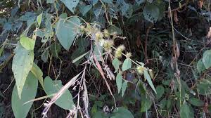 Image result for Triumfetta pilosa