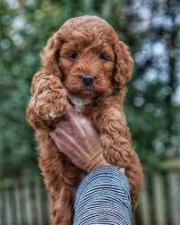 Our goldendoodle puppies for sale come from either usda licensed commercial breeders or hobby breeders with no more than 5 breeding mothers. Goldendoodle Puppies Glastonbury Ct Goldendoodle Puppies For Adoption In Ct Animal Friends Black And Tan Long Haired Female Pup Adorable Habbodiverssoesnet