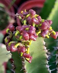 Image result for Euphorbia memoralis