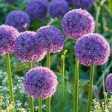 An Eye Catching Border Idea With Allium Lamb S Ears And Grasses Allium Flowers Onion Flower Daffodil Bulbs