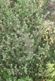 Image result for Pseudoconyza viscosa