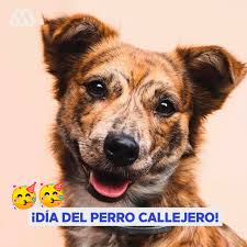 Philip morris quiere que se prohíban los cigarrillos en el reino unido para 2030. Mega Hoy 27 De Julio Se Celebra El Dia Mundial Del Perro Facebook