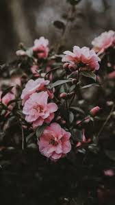 Pink Flowers Love Flowers Photography Wallpaper Photography Wallpaper Flower Phone Wallpaper