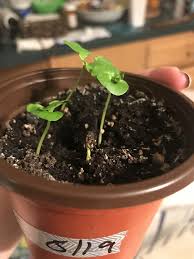 Check spelling or type a new query. Seeds Stuck To Seedlings Do I Leave Them Alone Or Help Get Them Off Its Happened To My Pomegranate Sprouts And Also My Ve Venus Fly Trap Fly Traps Seedlings