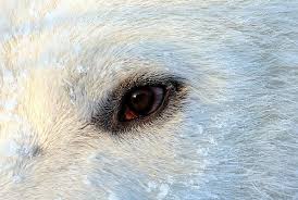 Dsc 2047 Walker The Polar Bear Eye Close Up Polar Bear Bear Polar