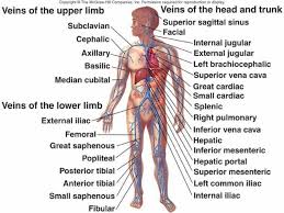 I Like Your Fanpage Medical Transcription Jobs Http Jobsharingonline Blogspot Com Arteries Medical Transcription Human Anatomy And Physiology