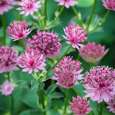 Image result for Astrantia major `Roma`