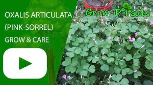 We did not find results for: Oxalis Articulata Plantare È™i Cultivare Totul Despre GrÄƒdinÄƒrit È™i Design De Gradina 2021