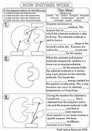 Enzyme Review Worksheet Answers New Gcse Enzyme Worksheet Pack By Beckystoke Uk Teaching Biology Worksheet Biology Lessons Biology Classroom