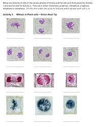 Animal cell stages of mitosis. Below Are Pictures Of Cells In The Various Phases Of Chegg Com