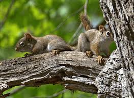 Jul 19, 2021 · looking for tv shows for babies and toddlers? Baby Squirrels Adorable Facts Worth Knowing