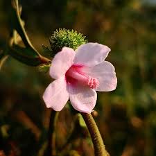 Image result for Urena lobata