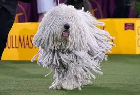 This was the year that a group of sporting gentlemen decided that this would be a good time to hold a dog show in manhattan. 145th Westminster Kennel Club Dog Show Top Show Moments New York Daily News