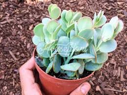 Kalanchoe Marnieriana Planting Succulents Succulents Container Gardening Flowers