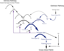 screening tests in haemostasis the prothrombin time pt