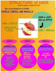 Structure Of Hair Salonfree Cosmetology Student Cosmetology Careers Cosmetology