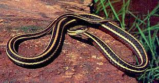 Deep Eastern Ribbon Snake Brown Water Snake Poisonous Snakes Snake