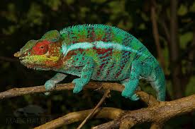 Many believe chameleons gain more color with each passing month, for their entire life. Local Form Ambanja Madcham De