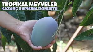 Bilge cafe sizin için evde rahatlıkla yetiştirebileceğiniz 8 meyve ağacını listeledi. Alanya Da 24 Cesit Tropik Meyve Yetistiriliyor Youtube