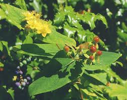 Image result for Hypericum quartinianum