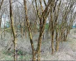 Image result for Acacia kirkii