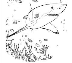 Pin On Clip Art Sealife