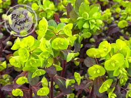 Image result for Euphorbia lividiflora