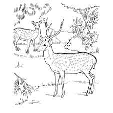 Each printable highlights a word that starts. Top 20 Deer Coloring Pages For Your Little Ones