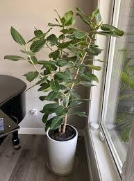 Image result for Ficus persicifolia