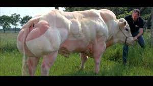 Belgian blue (the old herters belgian blue) is a 'quick rust blue' or sometimes called a 'hot rust blue'. Belgian Blue Bull Youtube