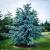 Evergreen Trees