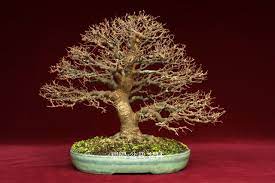 盆栽欣賞 台灣櫸樹 張老師的相簿 痞客邦pixnet bonsai art of living plants