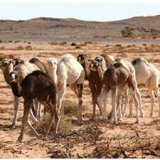 Here's a sample of an article published in the california tewrritorial quarterly. Pdf Piebald Camels