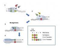 It has shown to be able to cause mutations accumulation and. Lab Reveals How An Oral Antiviral Drug Confuses The Replication Machinery Of Sars Cov 2 Eurekalert Science News