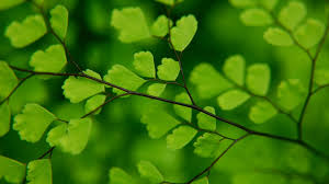 How do you download wallpaper to your computer? Leaf Wallpaper Hd Free Download Pixelstalk Net