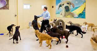 10,000 square feet of cage free, luxury dog boarding, grooming and daycare including six indoor and outdoor play areas. K9 Resorts Luxury Pet Hotel 17 Photos 20 Reviews Pet Boarding 545 Route 18 East Brunswick Nj United States Phone Number Yelp