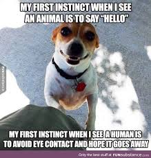 Yes I M Not A People Person Funsubstance Pugs Funny Funny Animals Funny Animal Pictures