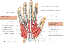 Tendons are bands of inelastic, fibrous tissue that connect a muscle to a bone. Hand Muscles Attachment Nerve Supply Action Anatomy Info