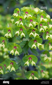 Image result for Euphorbia glanduligera