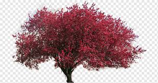 We did not find results for: Dogwood Tree Png Images Pngwing