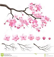 Japonia Sakura Wisni Galaz Z Kwitnienie Kwiatami Ilustracja Wektor Obraz 66513608 Cherry Blossom Art Cherry Blossom Painting Sakura Art